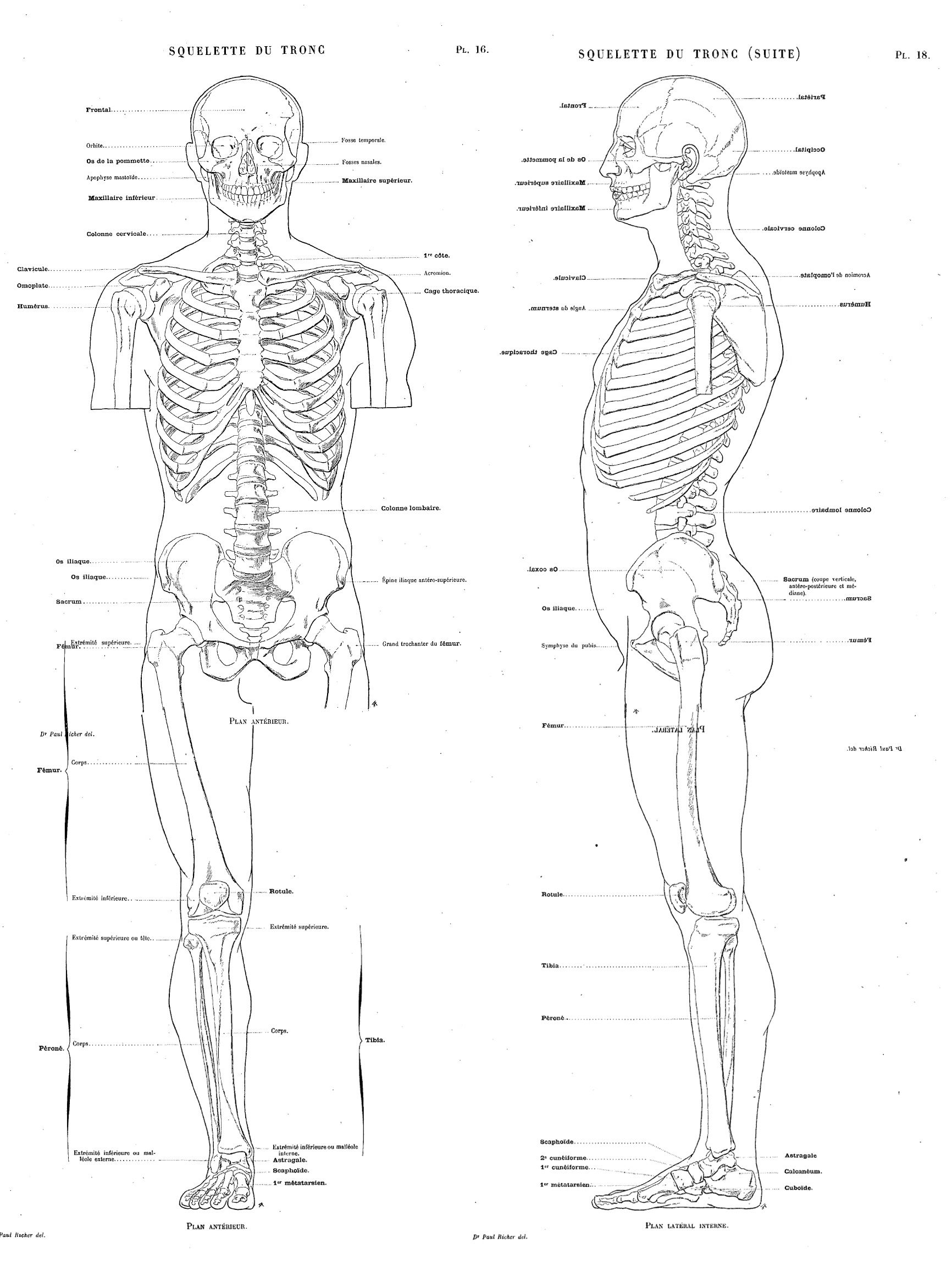 Artistic Anatomy By Dr Paul Richer Pdf Viewer